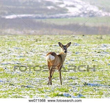 Roe Deer ( Capreolus capreolus ) View Large Photo Image Stock Photo - Roe Deer ( Capreolus capreolus ). Fotosearch