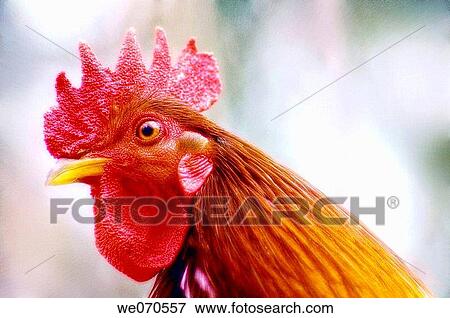 Stock Photo - Rooster. Gallus domesticus. March 2005, Maryland, USA. Fotosearch