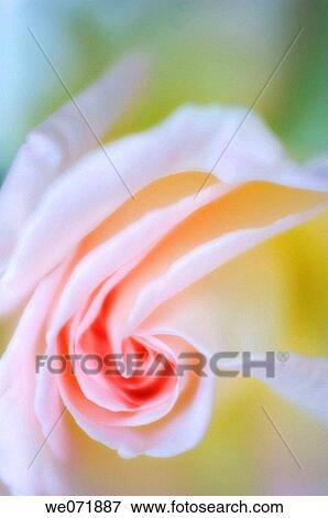 Rose Flower Close-up. Rosa hybrid. May 2006, Maryland, USA View Large Photo Image Stock Photo - Rose Flower Close-up. Rosa hybrid. May 2006, Maryland, USA. Fotosearch