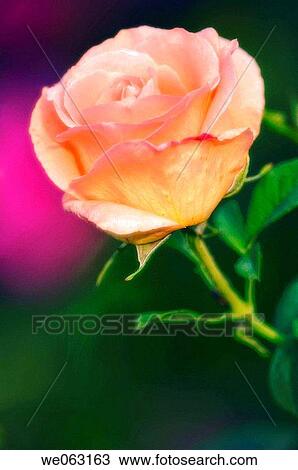 Rose Flower. Rosa hybrid. June 2005, Maryland, USA View Large Photo Image Stock Image - Rose Flower. Rosa hybrid. June 2005, Maryland, USA. Fotosearch