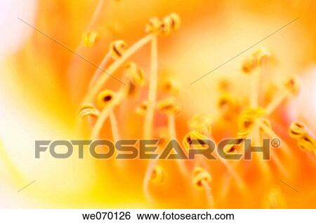 Rose Stamens Close-up. Rosa hybrid. May 2005, Maryland, USA View Large Photo Image Stock Photograph - Rose Stamens Close-up. Rosa hybrid. May 2005, Maryland, USA. Fotosearch