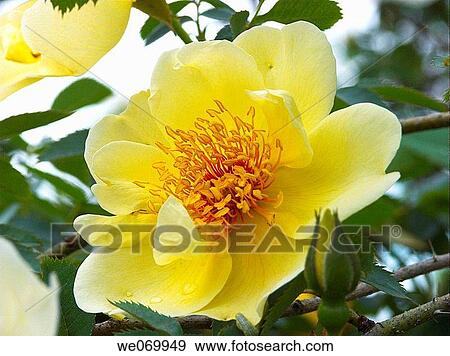 Rose View Large Photo Image Stock Photo - Rose. Fotosearch