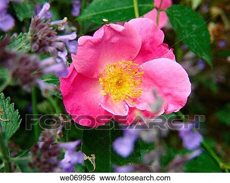 Rose View Large Photo Image Stock Photograph - Rose. Fotosearch