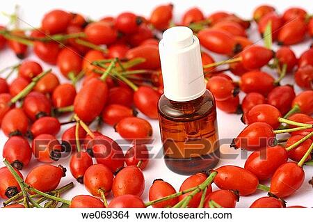 Rosehips (Rosa canina) and body oil View Large Photo Image Picture - Rosehips (Rosa canina) and body oil. Fotosearch