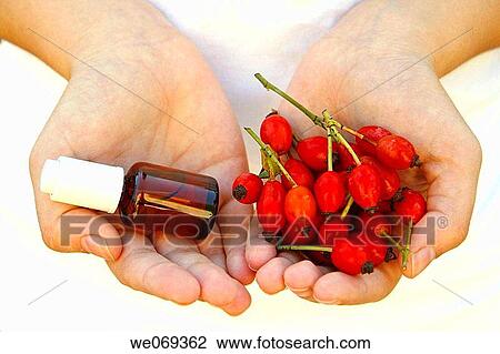 Rosehips (Rosa canina) and body oil View Large Photo Image Stock Image - Rosehips (Rosa canina) and body oil. Fotosearch