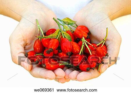 Rosehips (Rosa canina) View Large Photo Image Stock Image - Rosehips (Rosa canina). Fotosearch
