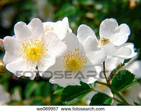 Roses View Large Photo Image Stock Photo - Roses. Fotosearch