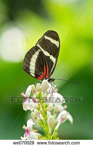Sara Longwing (Heliconius sara theudela). Costa Rica View Large Photo Image Stock Photo - Sara Longwing (Heliconius sara theudela). Costa Rica. Fotosearch