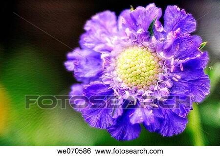 Scabiosa Flower. Scabiosa caucasia hybrid. July 2006. Maryland, USA View Large Photo Image Stock Photograph - Scabiosa Flower. Scabiosa caucasia hybrid. July 2006. Maryland, USA. Fotosearch