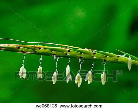 Stock Photography - Seed Head of Johnsongrass, Sorghum halepense (L. ). Fotosearch