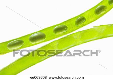 Seeds of a green bean close-up View Large Photo Image Stock Photo - Seeds of a green bean close-up. Fotosearch