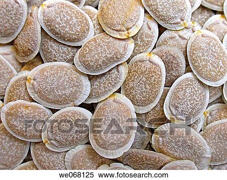 Seeds of Sponge Gourd. View Large Photo Image Stock Photography - Seeds of Sponge Gourd.. Fotosearch