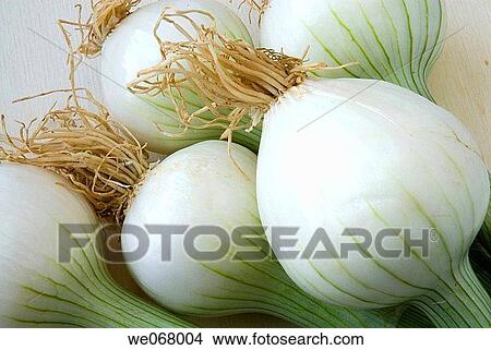 Picture - Shallots. Fotosearch