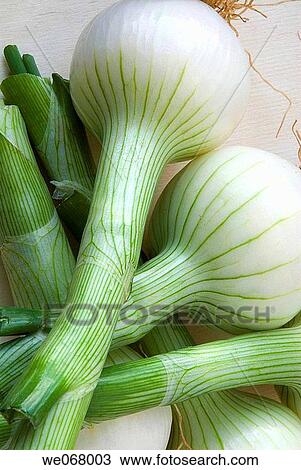 Shallots View Large Photo Image Stock Image - Shallots. Fotosearch
