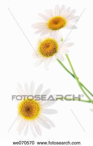 Shasta Daisies. Leucanthemum x superbum. August 2006, Maryland, USA View Large Photo Image Stock Image - Shasta Daisies. Leucanthemum x superbum. August 2006, Maryland, USA. Fotosearch