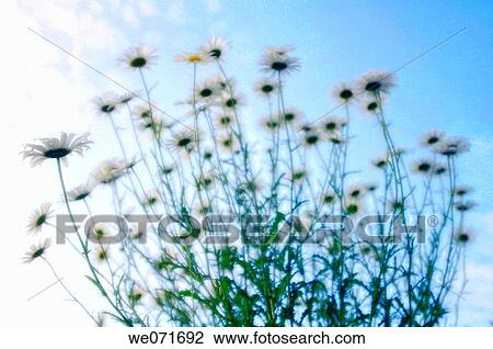 Shasta Daisies. Leucanthemum x superbum. May 2005, Maryland, USA View Large Photo Image Stock Image - Shasta Daisies. Leucanthemum x superbum. May 2005, Maryland, USA. Fotosearch