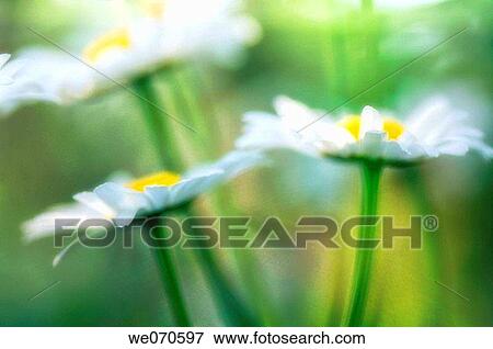 Stock Photo - Shasta Daisies. Leucanthemum x superbum May 2006. Maryland, USA. Fotosearch