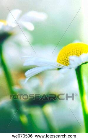Shasta Daisies. Leucanthemum x superbum May 2006. Maryland, USA View Large Photo Image Stock Photograph - Shasta Daisies. Leucanthemum x superbum May 2006. Maryland, USA. Fotosearch