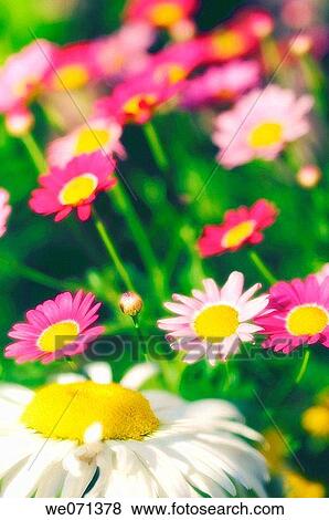 Shasta Daisy among Pink Marguerite Daisies. Leucanthemum x superbum, Argyranthemum frutescens. May 2006, Maryland, USA View Large Photo Image Stock Photo - Shasta Daisy among Pink Marguerite Daisies. Leucanthemum x superbum, Argyranthemum frutescens. May 2006, Maryland, USA. Fotosearch