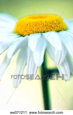 Shasta Daisy Close-up. Leucanthemum x superbum. May 2006, Maryland, USA View Large Photo Image Stock Image - Shasta Daisy Close-up. Leucanthemum x superbum. May 2006, Maryland, USA. Fotosearch