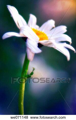 Stock Photo - Shasta Daisy. Leucanthemum x superbum. June 2006, Maryland, USA. Fotosearch