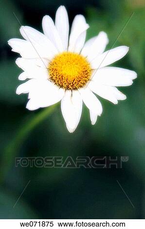 Stock Photography - Shasta Daisy. Leucanthemum x superbum. August 2007, Maryland, USA. Fotosearch