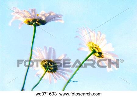 Shasta Daisy Trio. Leucanthemum x superbum. May 2005, Maryland, USA View Large Photo Image Stock Image - Shasta Daisy Trio. Leucanthemum x superbum. May 2005, Maryland, USA. Fotosearch