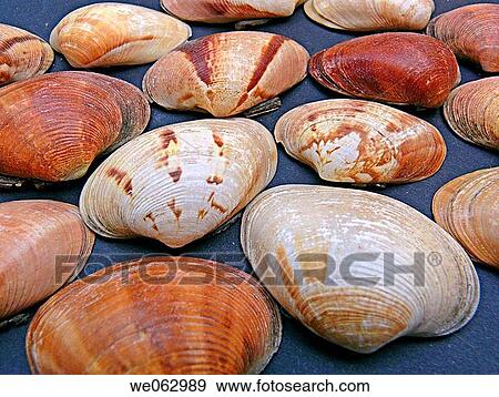 Shells of different colors. Pune, Maharashtra, India. View Large Photo Image Stock Photo - Shells of different colors. Pune, Maharashtra, India.. Fotosearch