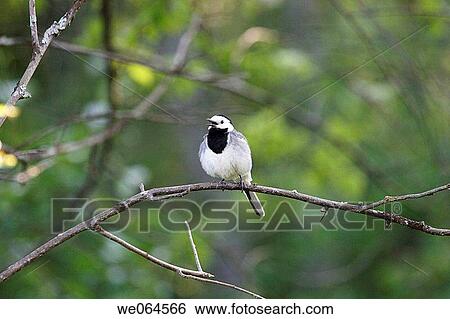 Singing wagtail (Motacilla alba), male. H÷ga Kusten, coast of Baltic Sea, V? sternorrlands l? n, Sweden, Scandinavia, Europe View Large Photo Image Stock Photograph - Singing wagtail (Motacilla alba), male. H÷ga Kusten, coast of Baltic Sea, V? sternorrlands l? n, Sweden, Scandinavia, Europe. Fotosearch
