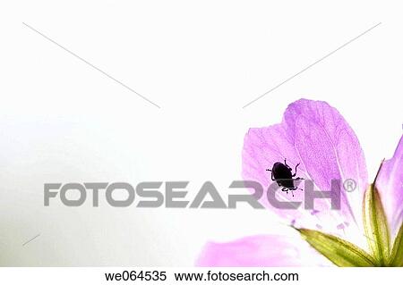 Small betle on petal of Geranium pratense, Norastr÷m, H÷ga Kusten, coast of Baltic Sea, V? sternorrlands l? n, Sweden, Scandinavia, Europe View Large Photo Image Stock Photography - Small betle on petal of Geranium pratense, Norastr÷m, H÷ga Kusten, coast of Baltic Sea, V? sternorrlands l? n, Sweden, Scandinavia, Europe. Fotosearch