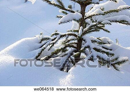 Snow-covered spruce (Picea sp. ), H÷ga Kusten, coast of Baltic Sea, V? sternorrlands l? n, Sweden, Scandinavia, Europe View Large Photo Image Stock Photo - Snow-covered spruce (Picea sp. ), H÷ga Kusten, coast of Baltic Sea, V? sternorrlands l? n, Sweden, Scandinavia, Europe. Fotosearch