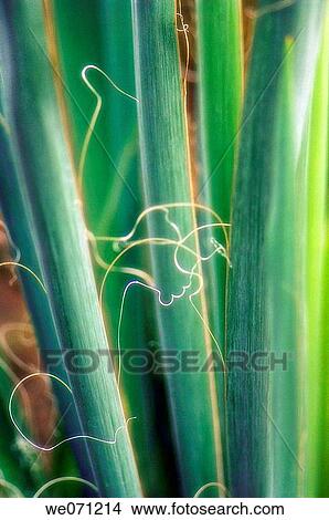 Spanish Bayonet Stems Close-up. Yucca aloifolia. September 2006, Maryland, USA View Large Photo Image Picture - Spanish Bayonet Stems Close-up. Yucca aloifolia. September 2006, Maryland, USA. Fotosearch