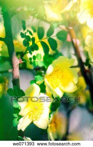 Specie Light Yellow Rose Flower Duo. Rosa? Canary Bird?. View Large Photo Image Stock Image - Specie Light Yellow Rose Flower Duo. Rosa? Canary Bird?.. Fotosearch