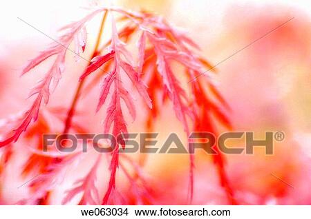 Spring Japanese Maple. Acer palmatum. May 2005, Maryland, USA View Large Photo Image Picture - Spring Japanese Maple. Acer palmatum. May 2005, Maryland, USA. Fotosearch