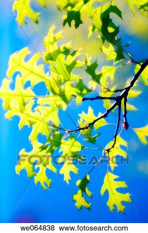 Spring Oak Leaves. Quercus rubra. April 2006, Maryland, USA View Large Photo Image Stock Photo - Spring Oak Leaves. Quercus rubra. April 2006, Maryland, USA. Fotosearch