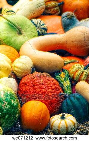 Squash. Cucurbita pepo. September 2006, Maryland, USA View Large Photo Image Stock Image - Squash. Cucurbita pepo. September 2006, Maryland, USA. Fotosearch