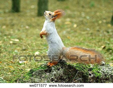 Squirrel ( Sciurus ) View Large Photo Image Stock Photo - Squirrel ( Sciurus ). Fotosearch