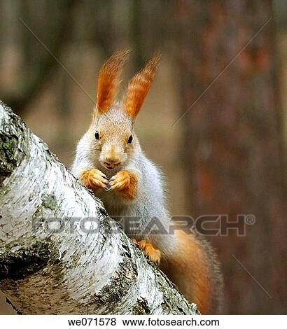 Stock Photo - Squirrel ( Sciurus ). Fotosearch