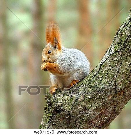 Stock Photo - Squirrel ( Sciurus ). Fotosearch