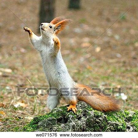 Squirrel ( Sciurus ) View Large Photo Image Stock Photograph - Squirrel ( Sciurus ). Fotosearch