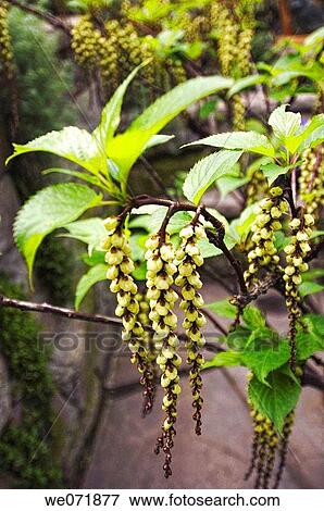 Stachyurus? Issai?. Stachyurus praecox. February 2006, Maryland, USA View Large Photo Image Stock Photo - Stachyurus? Issai?. Stachyurus praecox. February 2006, Maryland, USA. Fotosearch