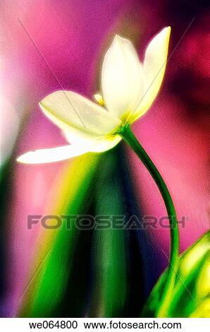 Star of Bethlehem. Ornithogalum umbellatum. March 2006, Maryland, USA View Large Photo Image Stock Image - Star of Bethlehem. Ornithogalum umbellatum. March 2006, Maryland, USA. Fotosearch
