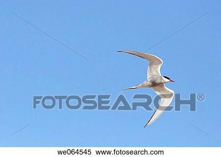 Stock Photography - Sterna paradisea, H÷ga Kusten, coast of Baltic Sea, V? sternorrlands l? n, Sweden, Scandinavia, Europe. Fotosearch