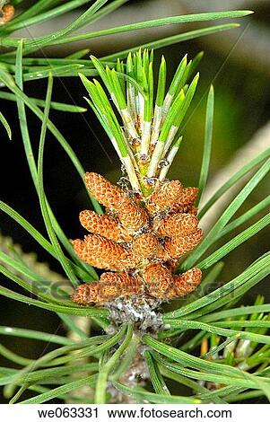 Stone Pine (Pinus pinea) needles and pine cones. Parc de Collserola, Barcelona, Catalonia, Spain View Large Photo Image Stock Image - Stone Pine (Pinus pinea) needles and pine cones. Parc de Collserola, Barcelona, Catalonia, Spain. Fotosearch