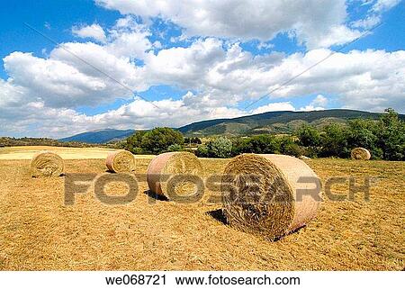 Straw rolls. Osseja, Pyr? n? es-Orientales, France View Large Photo Image Stock Image - Straw rolls. Osseja, Pyr? n? es-Orientales, France. Fotosearch