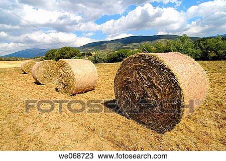 Straw rolls. Osseja, Pyr? n? es-Orientales, France View Large Photo Image Stock Image - Straw rolls. Osseja, Pyr? n? es-Orientales, France. Fotosearch