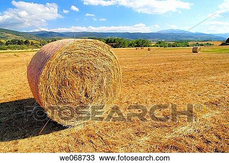 Straw rolls. Osseja, Pyr? n? es-Orientales, France View Large Photo Image Stock Image - Straw rolls. Osseja, Pyr? n? es-Orientales, France. Fotosearch