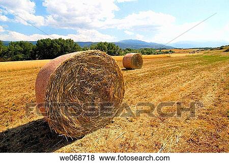 Straw rolls. Osseja, Pyr? n? es-Orientales, France View Large Photo Image Stock Photo - Straw rolls. Osseja, Pyr? n? es-Orientales, France. Fotosearch