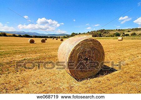 Straw rolls. Osseja, Pyr? n? es-Orientales, France View Large Photo Image Stock Photo - Straw rolls. Osseja, Pyr? n? es-Orientales, France. Fotosearch