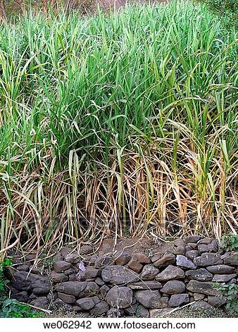 Sugarcane (Saccharum officinarum, Poaceae) View Large Photo Image Stock Image - Sugarcane (Saccharum officinarum, Poaceae). Fotosearch